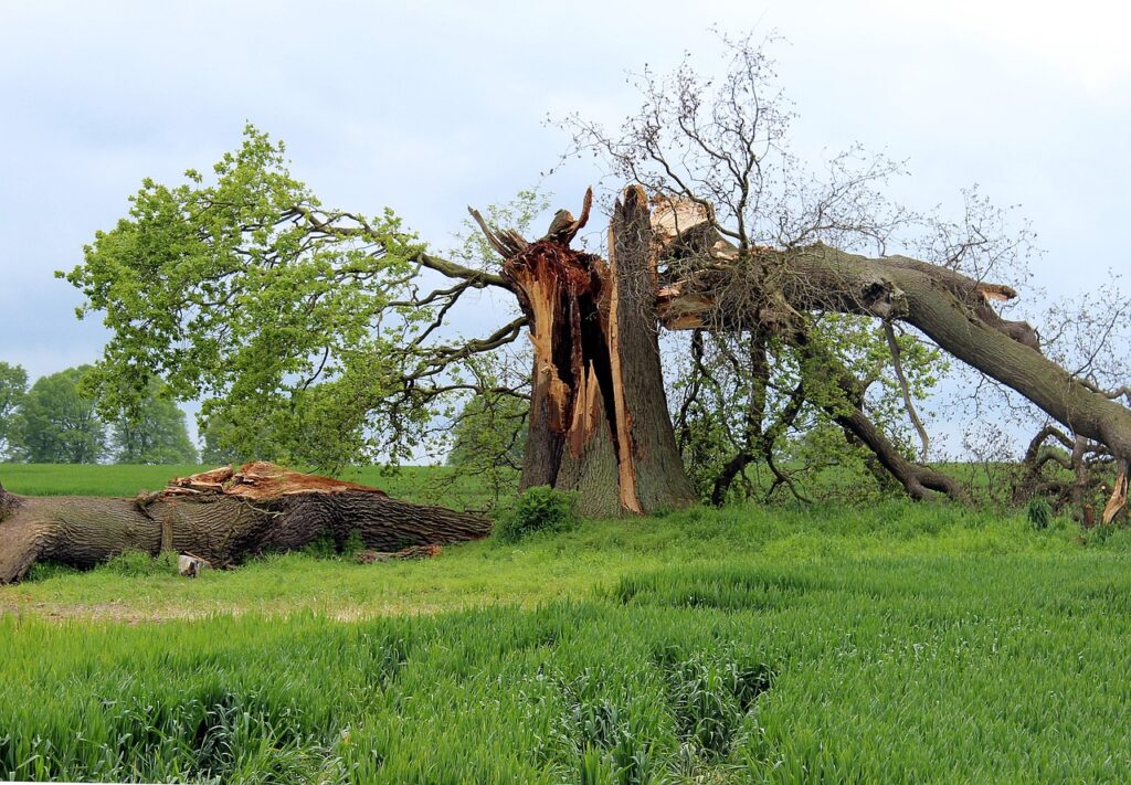 Emergency tree service in Pompano Beach Florida