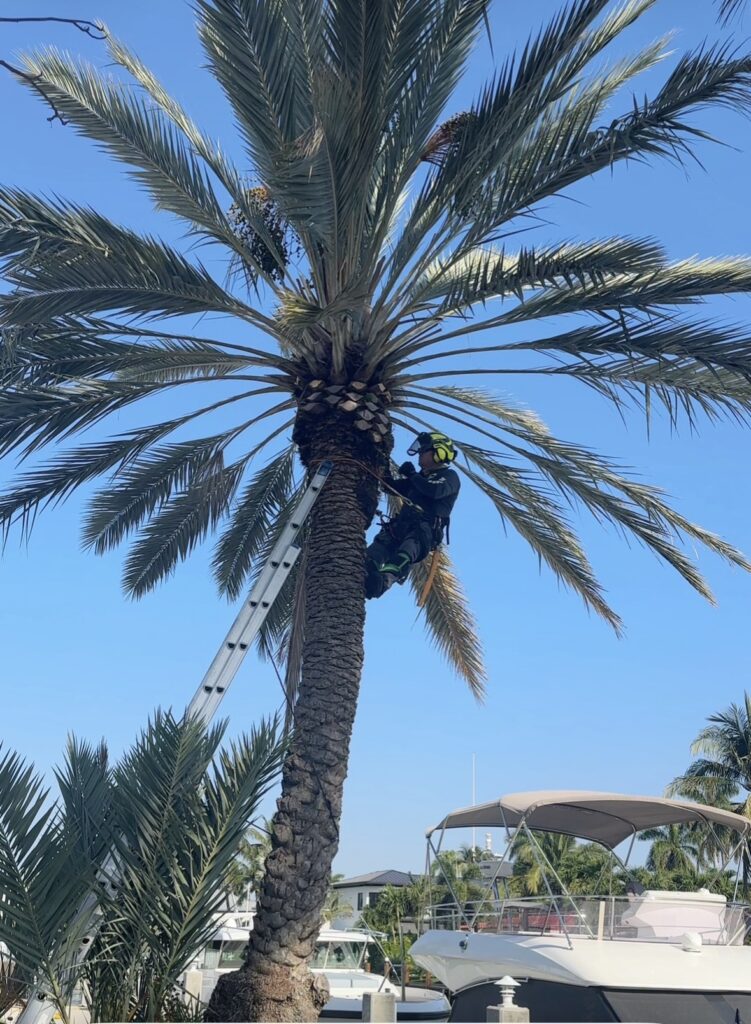 Sylvester palm trimming in Pompano Beach FL