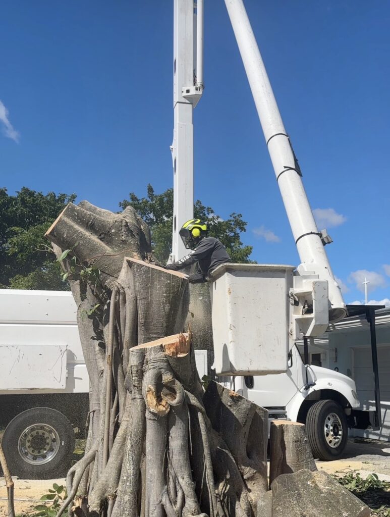 Professional tree removal in Pompano Beach Florida
