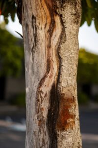 ISA Certified Arborist performing a tree risk assessment in Pompano Beach Florida