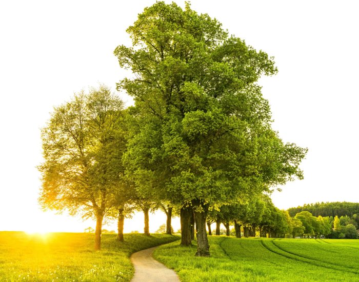 Idyllic countryside scene with a sunlit pathway flanked by lush trees and grass in summer.