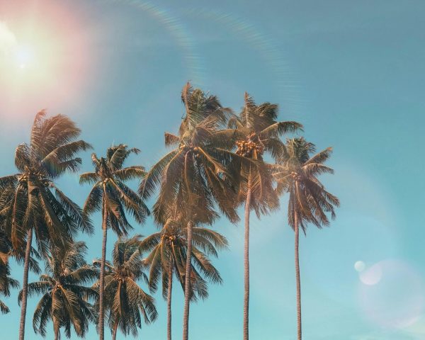 Idyllic palm trees with sun flare against a clear blue sky, evoking a tropical summer vibe.