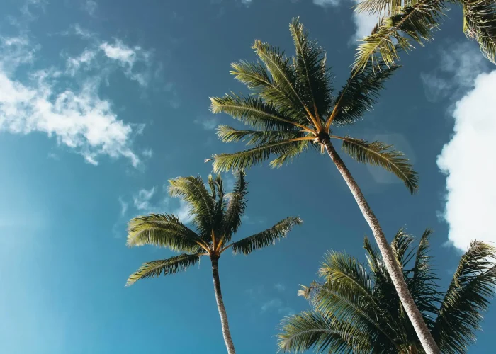 Low-angle shot of palm trees under a bright blue sky on a sunny day, perfect for tropical themes.