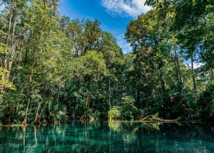 Explore the tranquil forest view at Silver Springs State Park in Ocala, Florida. Perfect for nature enthusiasts.